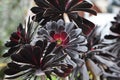 Black Aeonium arboreum Ã¢â¬ËSchwarzkopfÃ¢â¬â¢ Succulent Plant